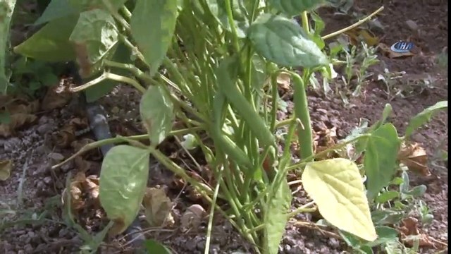 Sivaslı Çiftçi, 8 Kilo Ata Tohumu Ekti 2 Ton Fasulye Elde Etti