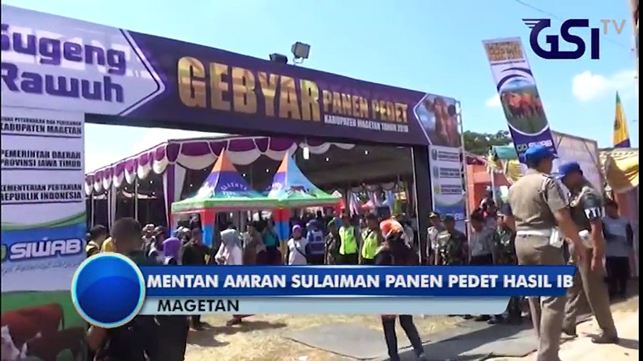 MENTAN AMRAN SULAIMAN PANEN PEDET HASIL IB