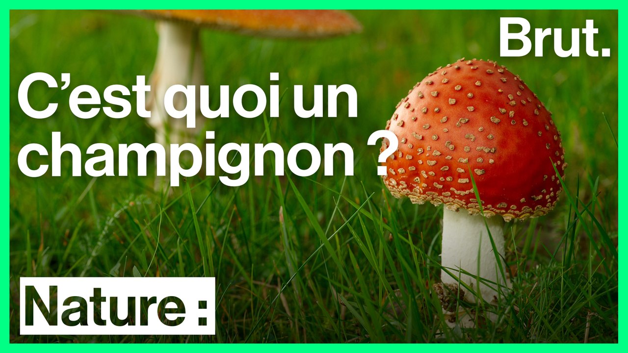 C'est quoi les champignons ?