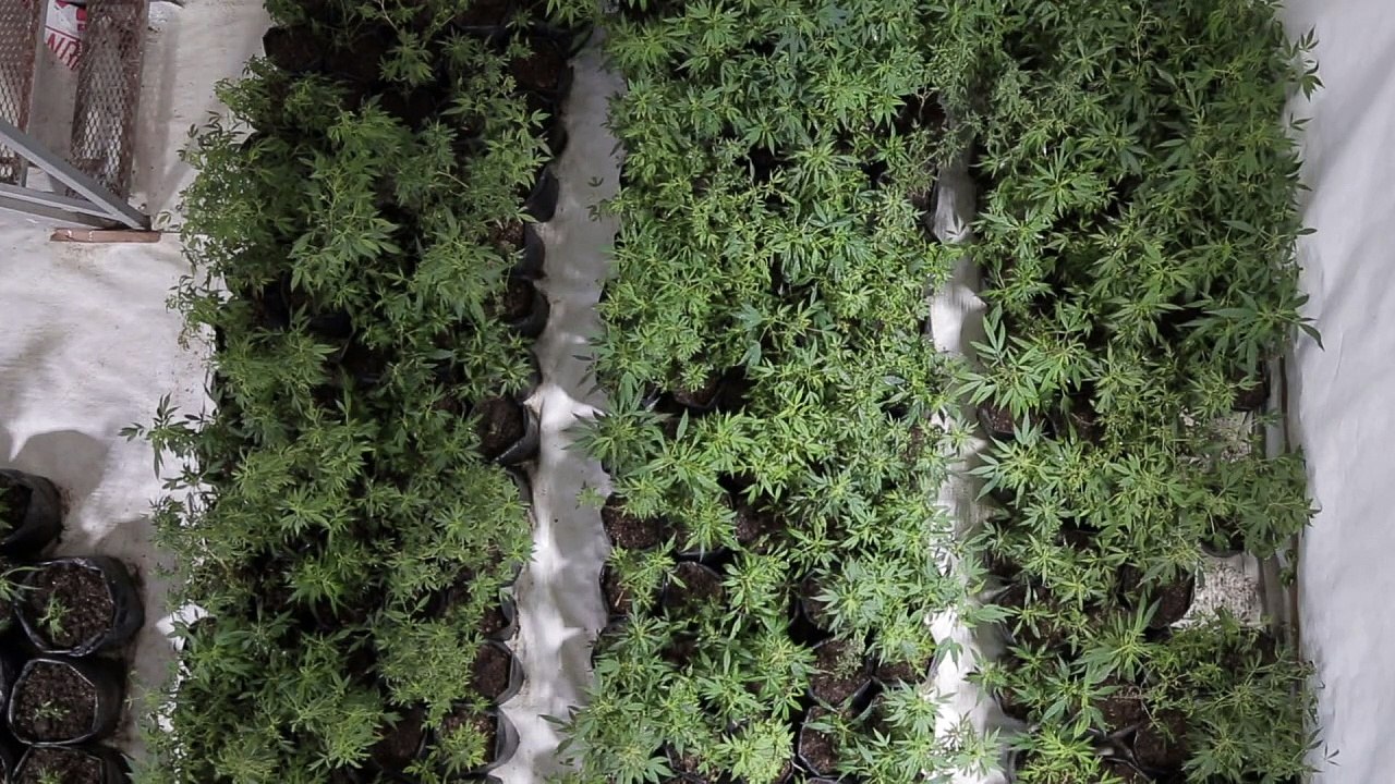 Uruguay's mate gets a makeover, with cannabis