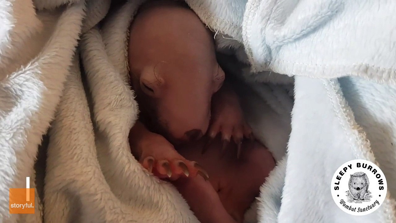 Baby wombat wiggles paws in deep sleep