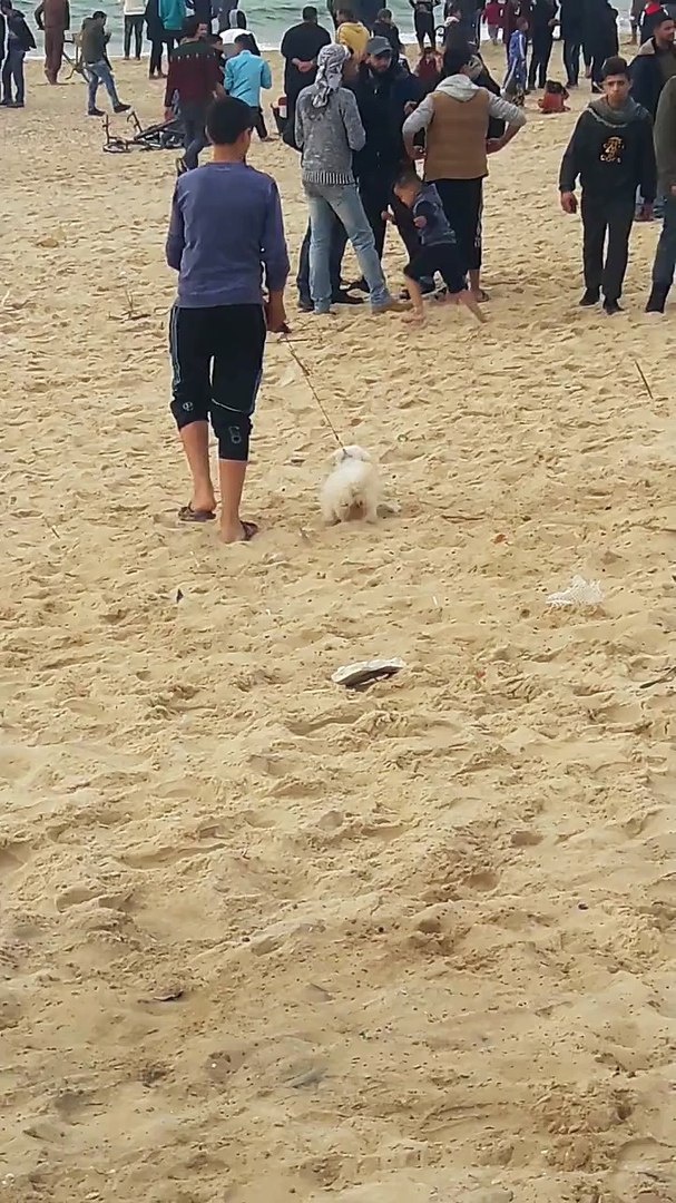 ⁣Nice dog || A small dog