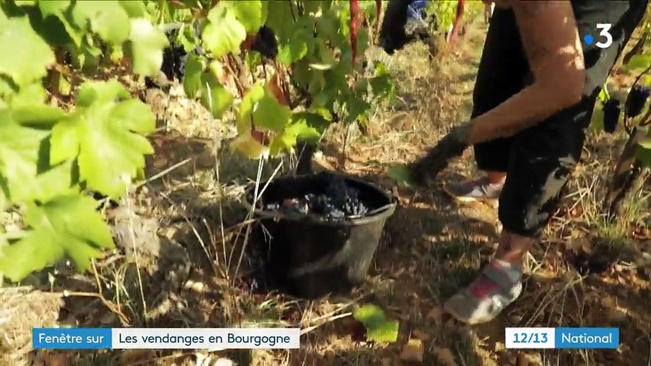 Fenêtre sur : les vendanges en Bourgogne