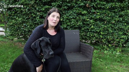 A family has adopted the UK's biggest PUPPY