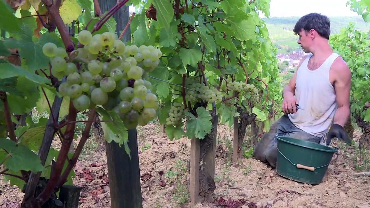 Vendanges à l'ancienne en Bourgogne, panier d'osier à l'épaule