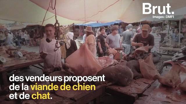 Des chiens et des chats tués pour être mangés sur certains marchés indonésiens