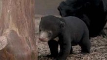 Chester Zoo's Sun Bear Cub Emerges From Den for First Time