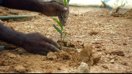 Rohingya crisis: Environmental issues add to humanitarian woes