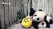 Cheng Lan: This “black-and-white” ball is even more playful than the yellow ball!#MoodBooster