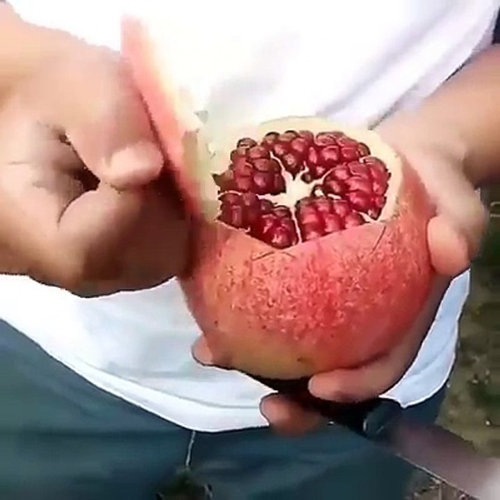 Ako ste se pitali kako se pravilno seče nar - evo rešenja. 