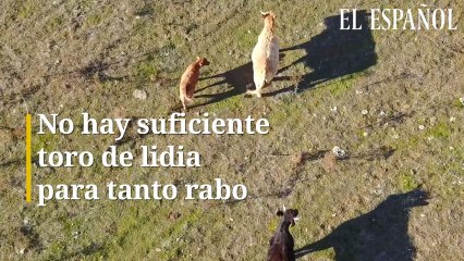No hay toro de lidia para tanto rabo