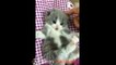 A Cute Cats and Kitten Funny compilation 2018