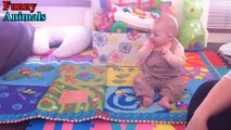 Baby laughing hysterically at Dachshund Dog - Funny Dogs and Babies