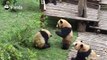 - Attention everyone. This video is to show you that we giant pandas don’t always act cute. We fight fiercely too!- Yeah, you do fight, but you act cute even w