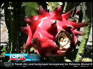 Jelang Imlek, Permintaan Buah Naga Melonjak