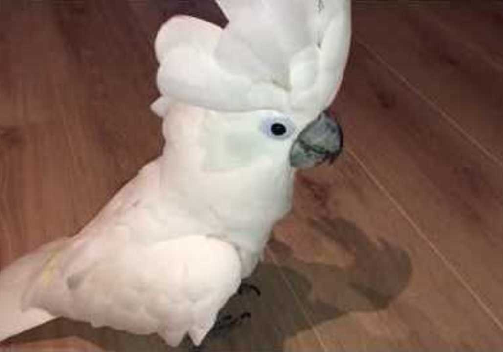 This Cockatoo Is Crazy for Chasing Cups