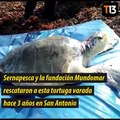 Una tortuga que varó hace 3 años en San Antonio, fue devuelta a su hábitat tras una larga recuperación. Su especie es la más pequeña de las tortugas marinas ❤ 