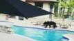 Bear Enjoys an Afternoon Swim in North Carolina Pool