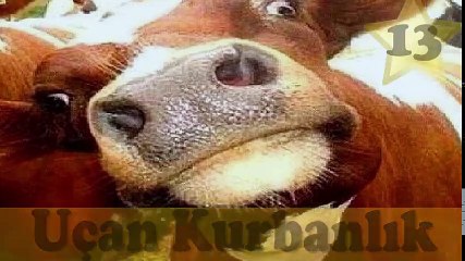 Kaçan Kurbanlıklar En Komik Videolar Gülmek Garanti