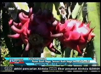 Sensasi Memetik Buah Naga