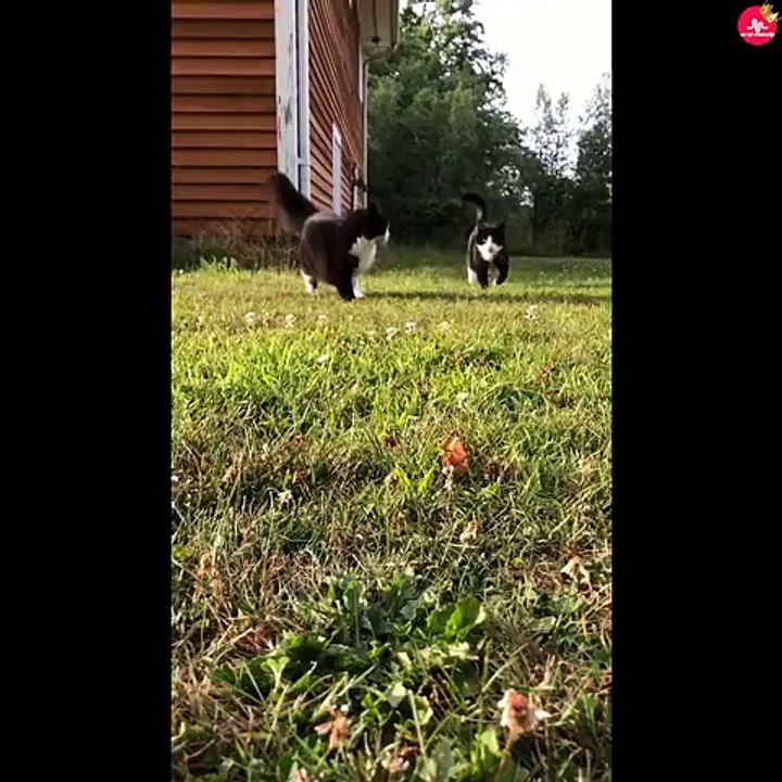 Funny Animals