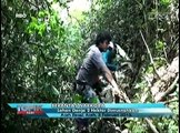 Dua Hektare Ladang Ganja di Aceh Dimusnahkan