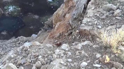 Kızıl Şahinlerin Yaşamı Foto Kapanla Kayıt Altına Alındı