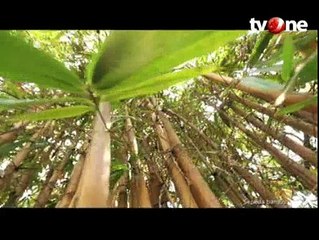 Sepeda Bambu Buatan Indonesia yang Ramah Lingkungan
