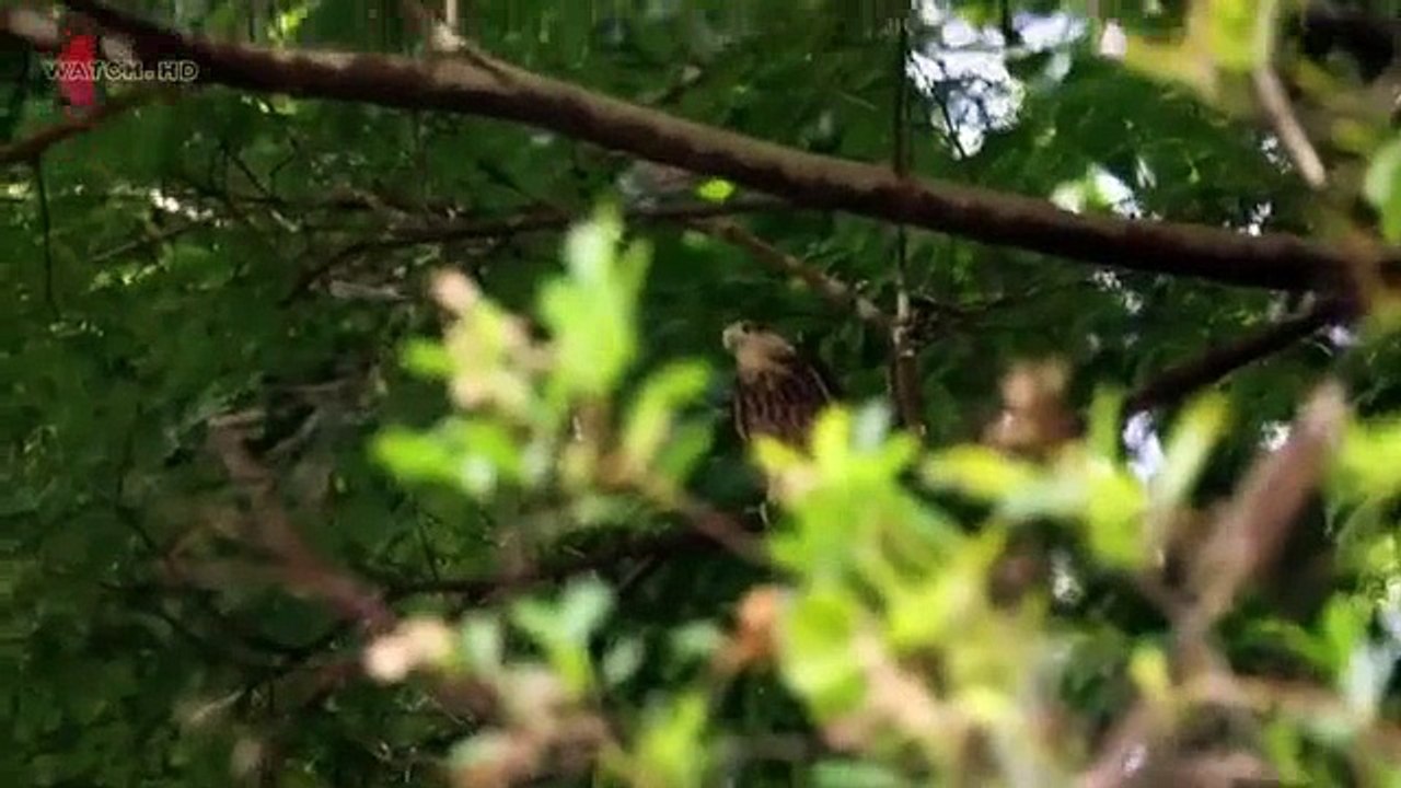 Wild Things With Dominic Monaghan S02 E03