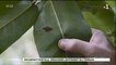 Des milliers d’escargots endémiques lâchés à Tahiti et Moorea