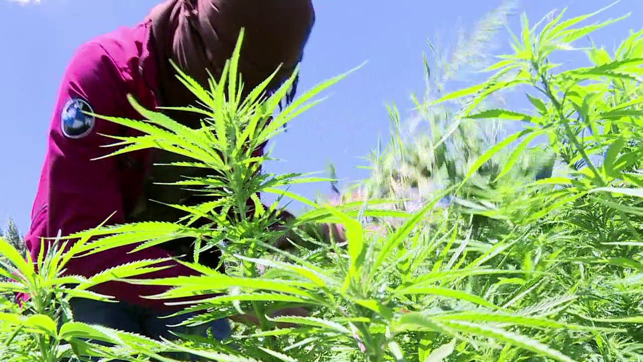 Cannabis-Bauern im Libanon fürchten die Legalisierung