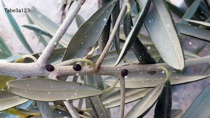 افة القشرية في شجر الزيتون