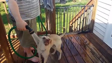 Funniest Pets - Animals of the Week Compilation April 2018 | Hilarious Try Not to Laugh Animals Fail