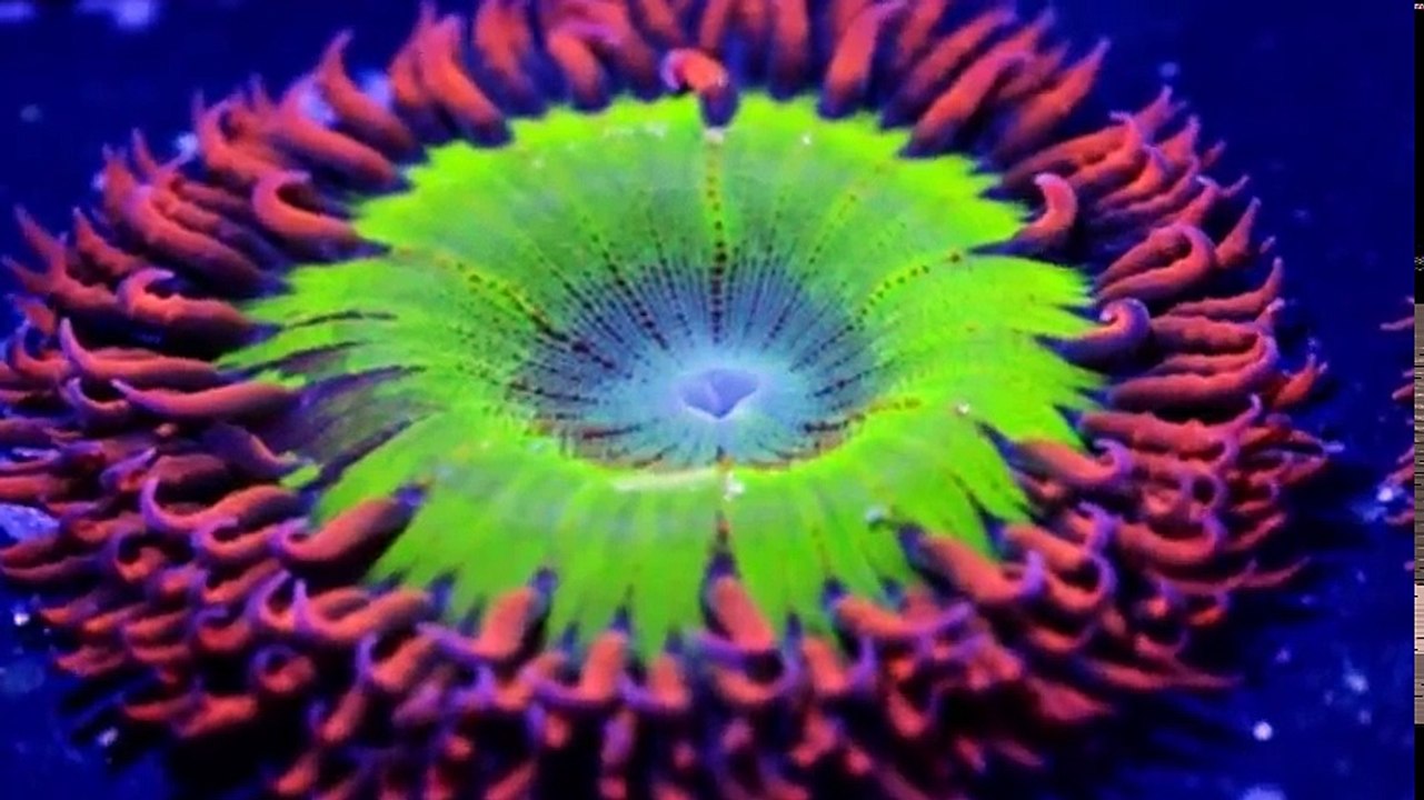 Atlantic The Wildest Ocean on Earth S01 - Ep03 From Heaven to Hell -. Part 02 HD Watch