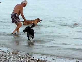 Des chiens s’en prennent à un lion de mer
