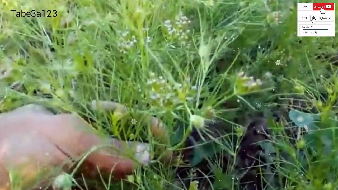 نبات الكمون من الزراعة و حتى الحصاد