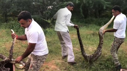 VIDEO: देखते ही देखते कुत्ते को निगल गया 20 फीट लंबा अजगर, लोगों ने बड़ी मुश्किल से बचाया