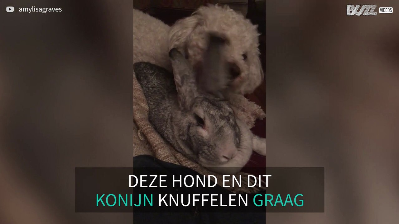 De opbloeiende liefde van een konijn en een hond