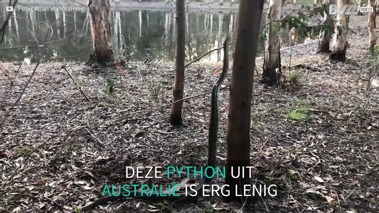 Lenige python klimt in boom