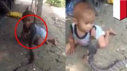 Download Video: Gila! Balita 10 bulan bermain dengan King Cobra - TomoNews