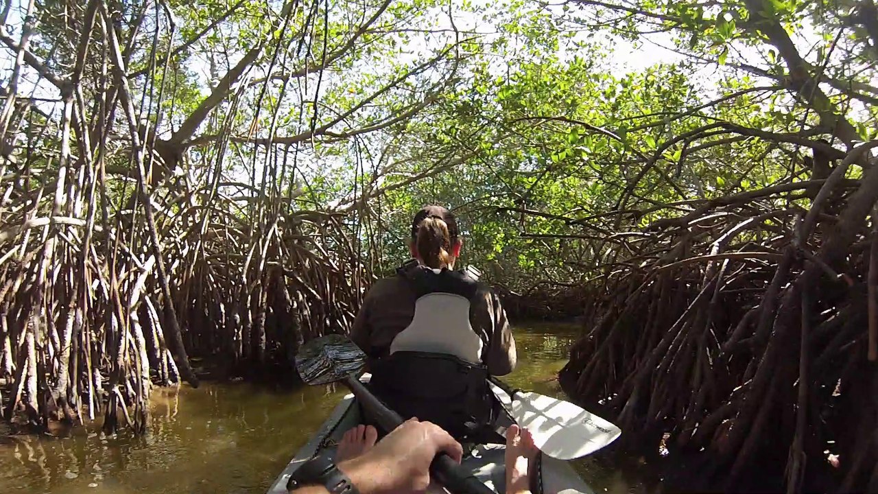 Fin Expeditions kayak avec les manatees et dans la mangrove