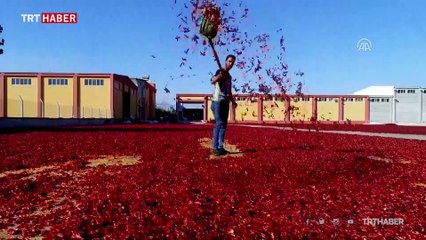 Tarladan sofraya pul biberin renk ve emek yüklü yolculuğu