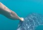 Diver Hitches a Ride With Whale Shark After Releasing 'Trophy Fish' Back to Sea