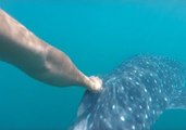 Diver Hitches a Ride With Whale Shark After Releasing 'Trophy Fish' Back to Sea