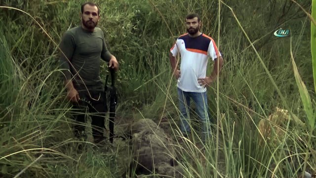 Gercüş'te domuzlar köylülerin kabusu oldu