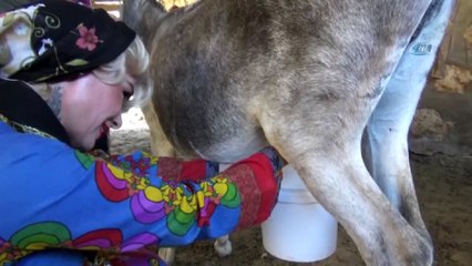 Mardinli Marilyn Monroe eşek sütü sağdı