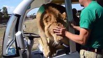 Un lion rentre dans la voiture de touristes dans un zoo !