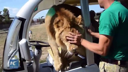 Un lion rentre dans la voiture de touristes dans un zoo !