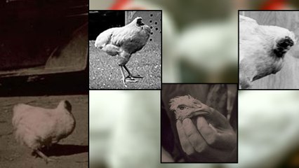 Miracle Mike: The Headless Chicken Survived For 18 Months తల లేకుండా 18 నెలలు బతికిన కోడి