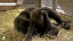 Adorable Gorilla Mom, Baby Moment Caught On Camera